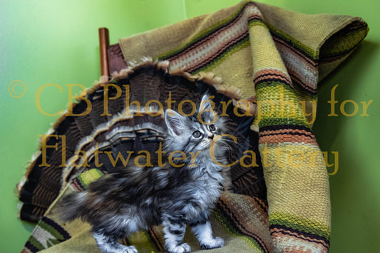 Maine Coon Kitten for Sale