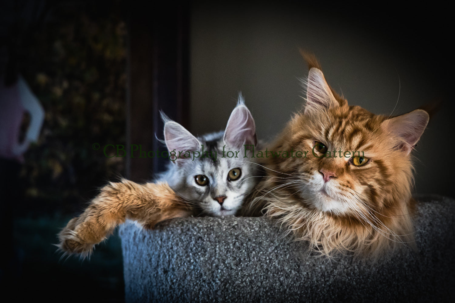 A large orange maine coon on the left wraps his paw around a silver maine coon on the right