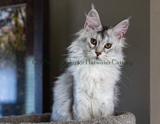 Silver Maine Coon staring directly into the camera