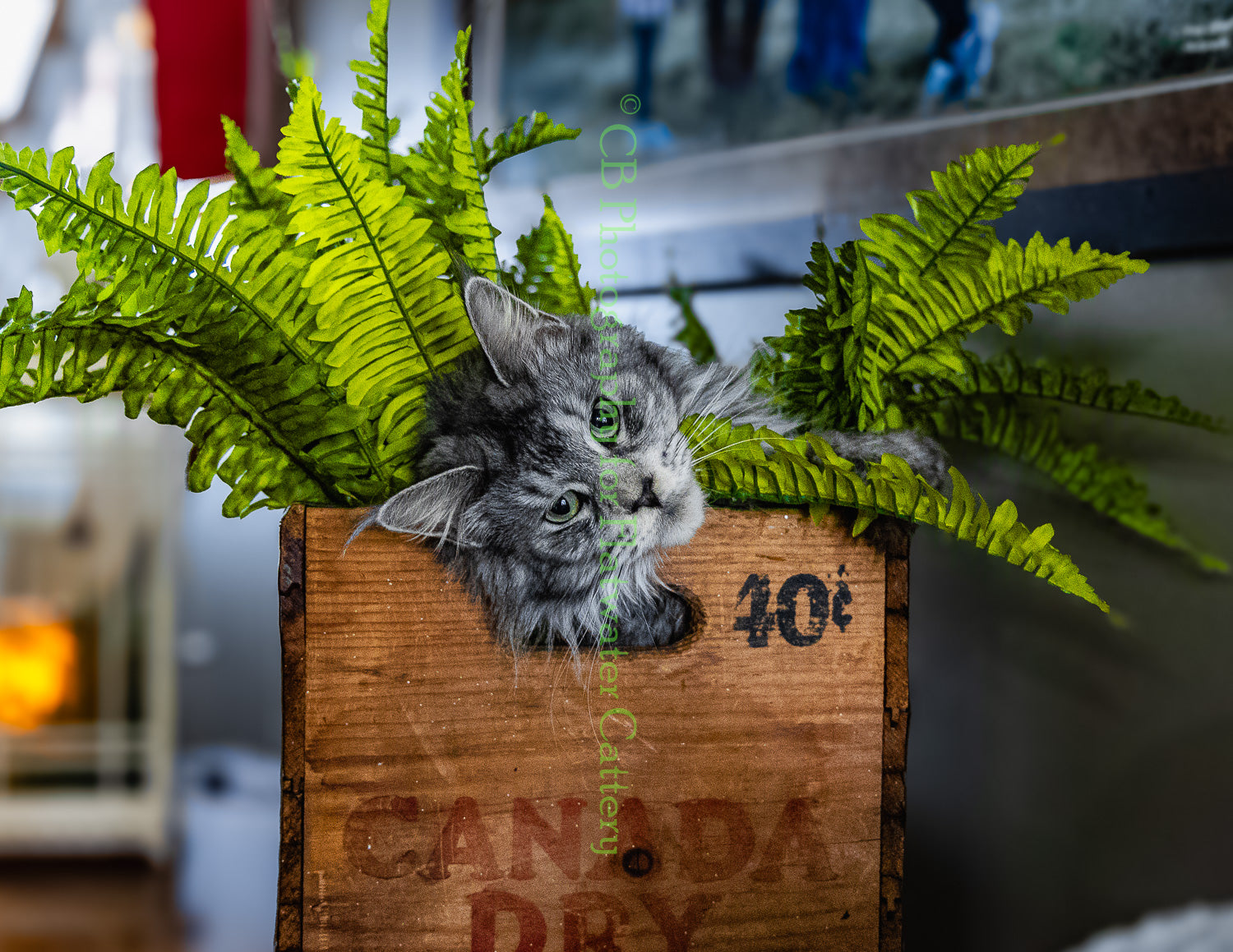 Silver Maine Coon staring straight into the camera while sitting in a wooden box with bright green fern leaves coming out of the box.