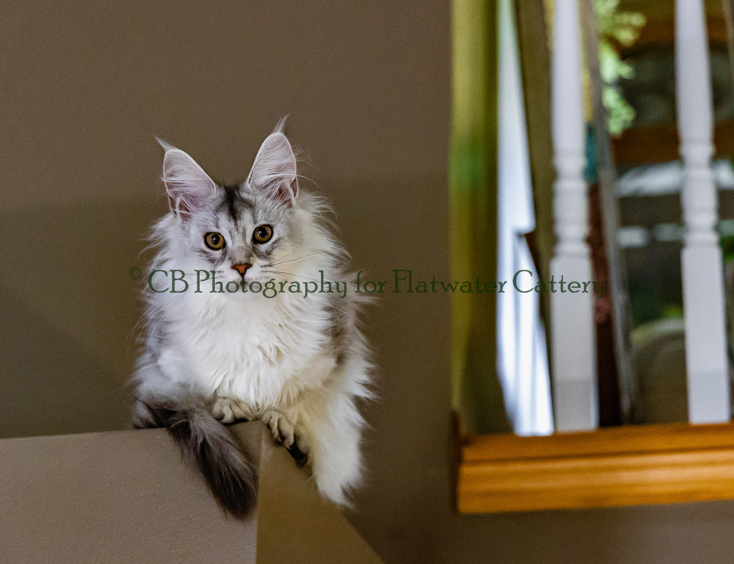 Silver Maine Coon sitting on a box looking straight into the camera.