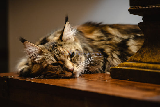 Tabby Maine Coon lounging on a table with eyes halfway open