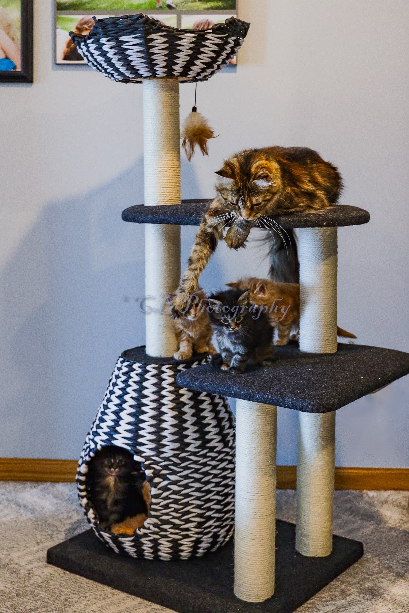 Five Maine Coon kittens playing on a cat tree