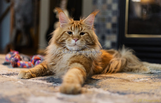 Brown/orange tabby Maine Coon staring straight into the camera with his paw reaching towards the camera