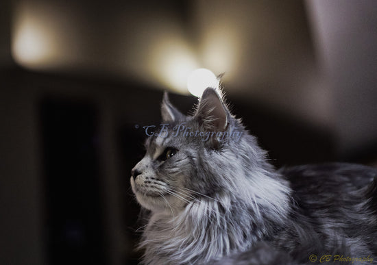 Silver maine coon cat staring magestically to the left